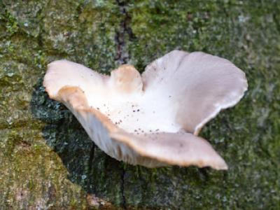 BL0_6222
